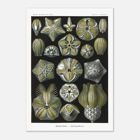 Planche zoologique de Blastoïdes - Ernst Haeckel (42x59,4 cm (A2)). Planche zoologique et botanique du XIXe siècle représentant plusieurs spécimens de Blastoides (étoiles de mer fossiles) sous différents angles, avec des détails anatomiques.