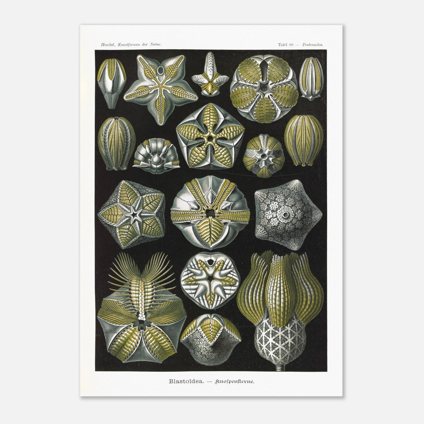 Planche zoologique de Blastoïdes - Ernst Haeckel (59,4x84,1 cm (A1)). Planche zoologique et botanique du XIXe siècle représentant plusieurs spécimens de Blastoides (étoiles de mer fossiles) sous différents angles, avec des détails anatomiques.