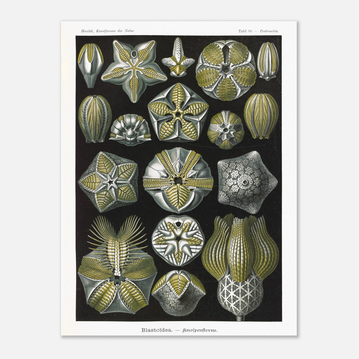 Planche zoologique de Blastoïdes - Ernst Haeckel (60x80 cm). Planche zoologique et botanique du XIXe siècle représentant plusieurs spécimens de Blastoides (étoiles de mer fossiles) sous différents angles, avec des détails anatomiques.