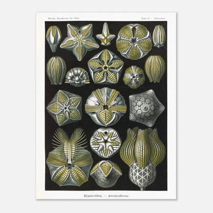 Planche zoologique de Blastoïdes - Ernst Haeckel (60x80 cm). Planche zoologique et botanique du XIXe siècle représentant plusieurs spécimens de Blastoides (étoiles de mer fossiles) sous différents angles, avec des détails anatomiques.