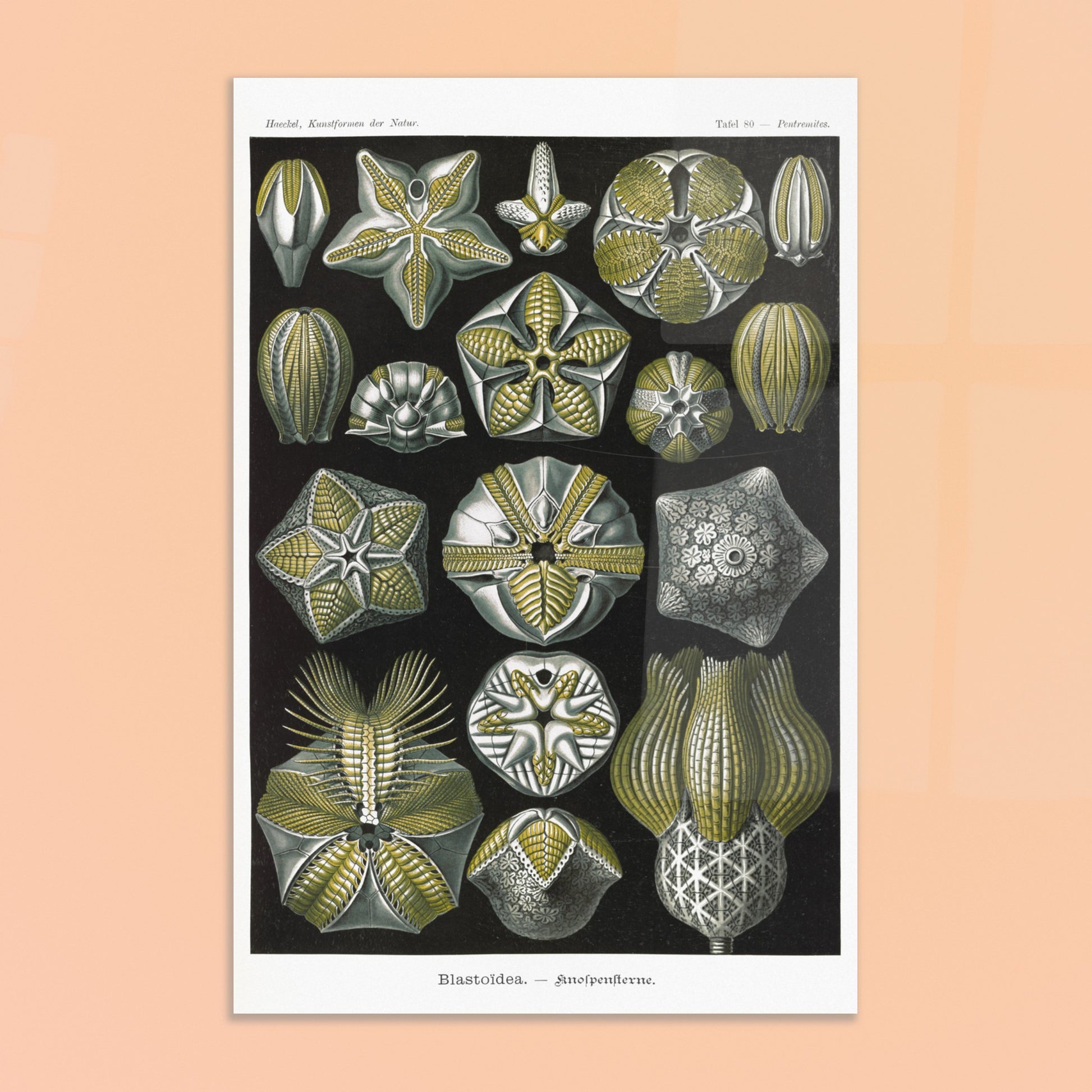Planche zoologique de Blastoïdes - Ernst Haeckel. Planche zoologique et botanique du XIXe siècle représentant plusieurs spécimens de Blastoides (étoiles de mer fossiles) sous différents angles, avec des détails anatomiques. Image d'illustration 8