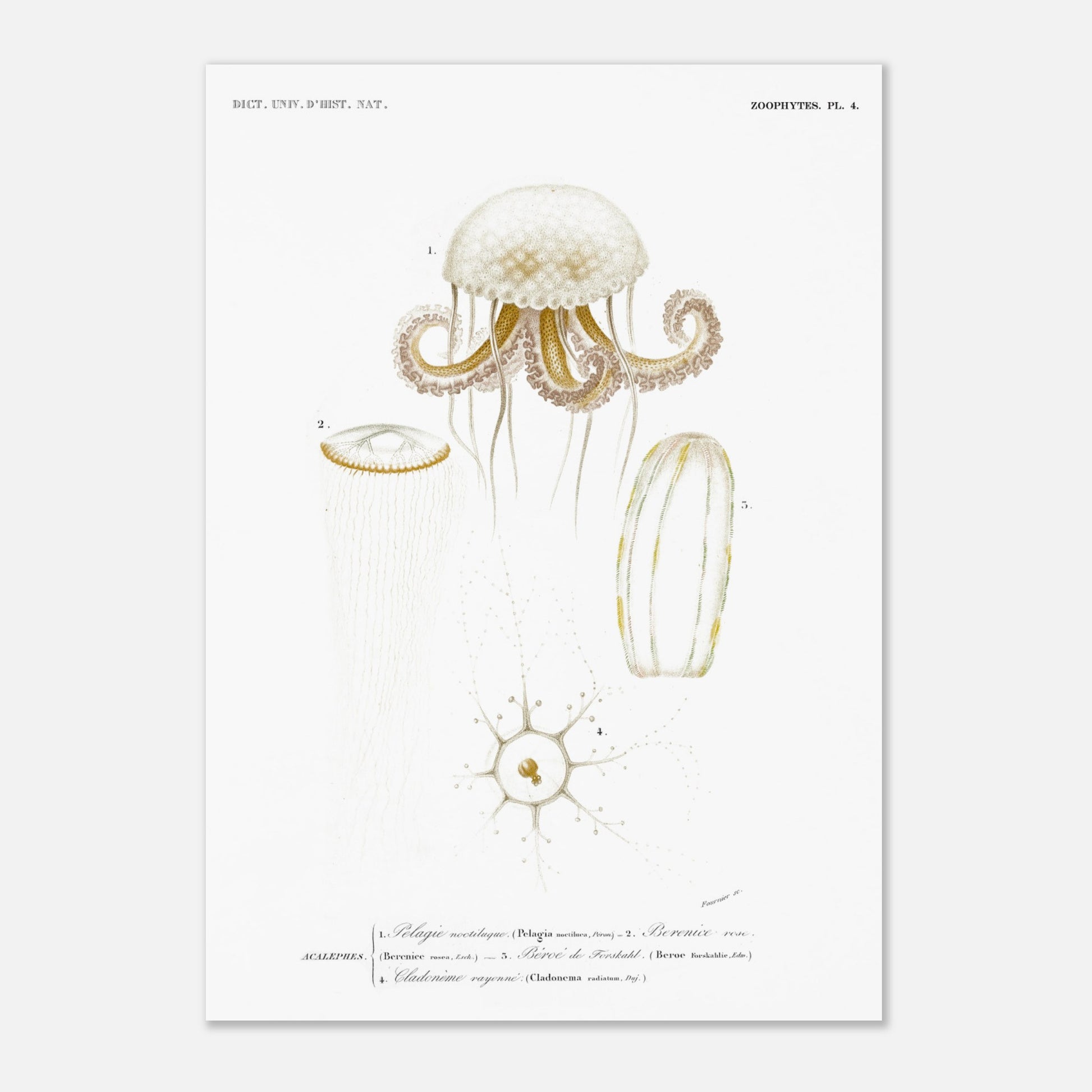 Planche de méduses : Pelagia noctiluca et Berenice rose par d'Orbigny (29,7x42 cm (A3)). Planche zoologique du Dictionnaire Universel d'Histoire Naturelle de Charles d'Orbigny, illustrant des méduses : Pelagia noctiluca, Berenice rose, Beroe de Forskal, et Cladonema rayonnée.