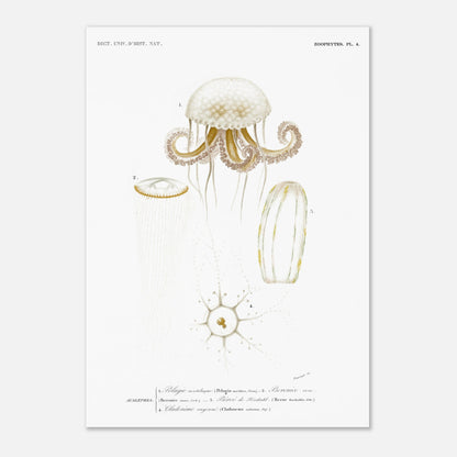 Planche de méduses : Pelagia noctiluca et Berenice rose par d'Orbigny (29,7x42 cm (A3)). Planche zoologique du Dictionnaire Universel d'Histoire Naturelle de Charles d'Orbigny, illustrant des méduses : Pelagia noctiluca, Berenice rose, Beroe de Forskal, et Cladonema rayonnée.