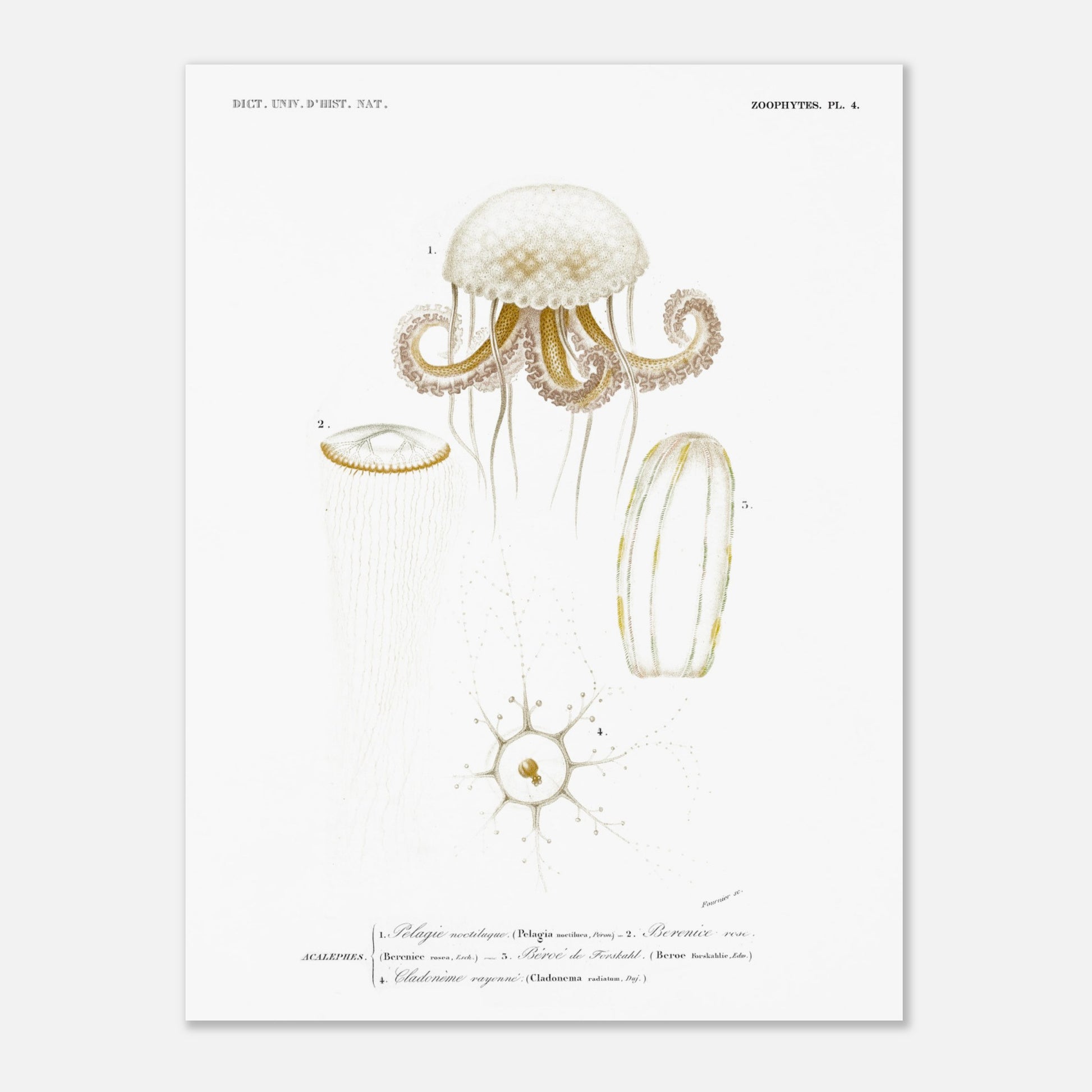 Planche de méduses : Pelagia noctiluca et Berenice rose par d'Orbigny (30x40 cm). Planche zoologique du Dictionnaire Universel d'Histoire Naturelle de Charles d'Orbigny, illustrant des méduses : Pelagia noctiluca, Berenice rose, Beroe de Forskal, et Cladonema rayonnée.