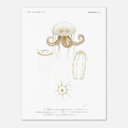 Planche de méduses : Pelagia noctiluca et Berenice rose par d'Orbigny (30x40 cm). Planche zoologique du Dictionnaire Universel d'Histoire Naturelle de Charles d'Orbigny, illustrant des méduses : Pelagia noctiluca, Berenice rose, Beroe de Forskal, et Cladonema rayonnée.