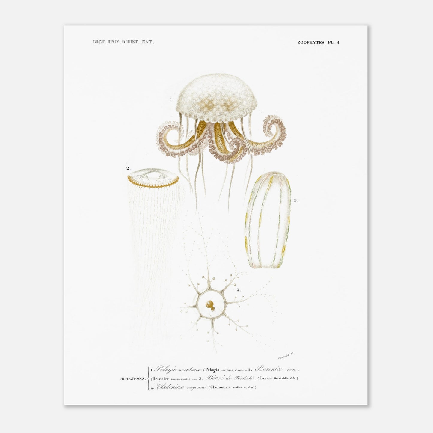 Planche de méduses : Pelagia noctiluca et Berenice rose par d'Orbigny (40x50 cm). Planche zoologique du Dictionnaire Universel d'Histoire Naturelle de Charles d'Orbigny, illustrant des méduses : Pelagia noctiluca, Berenice rose, Beroe de Forskal, et Cladonema rayonnée.