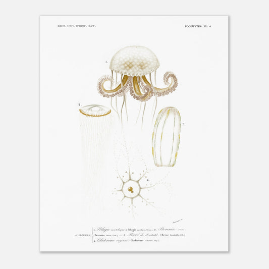 Planche de méduses : Pelagia noctiluca et Berenice rose par d'Orbigny (40x50 cm). Planche zoologique du Dictionnaire Universel d'Histoire Naturelle de Charles d'Orbigny, illustrant des méduses : Pelagia noctiluca, Berenice rose, Beroe de Forskal, et Cladonema rayonnée.