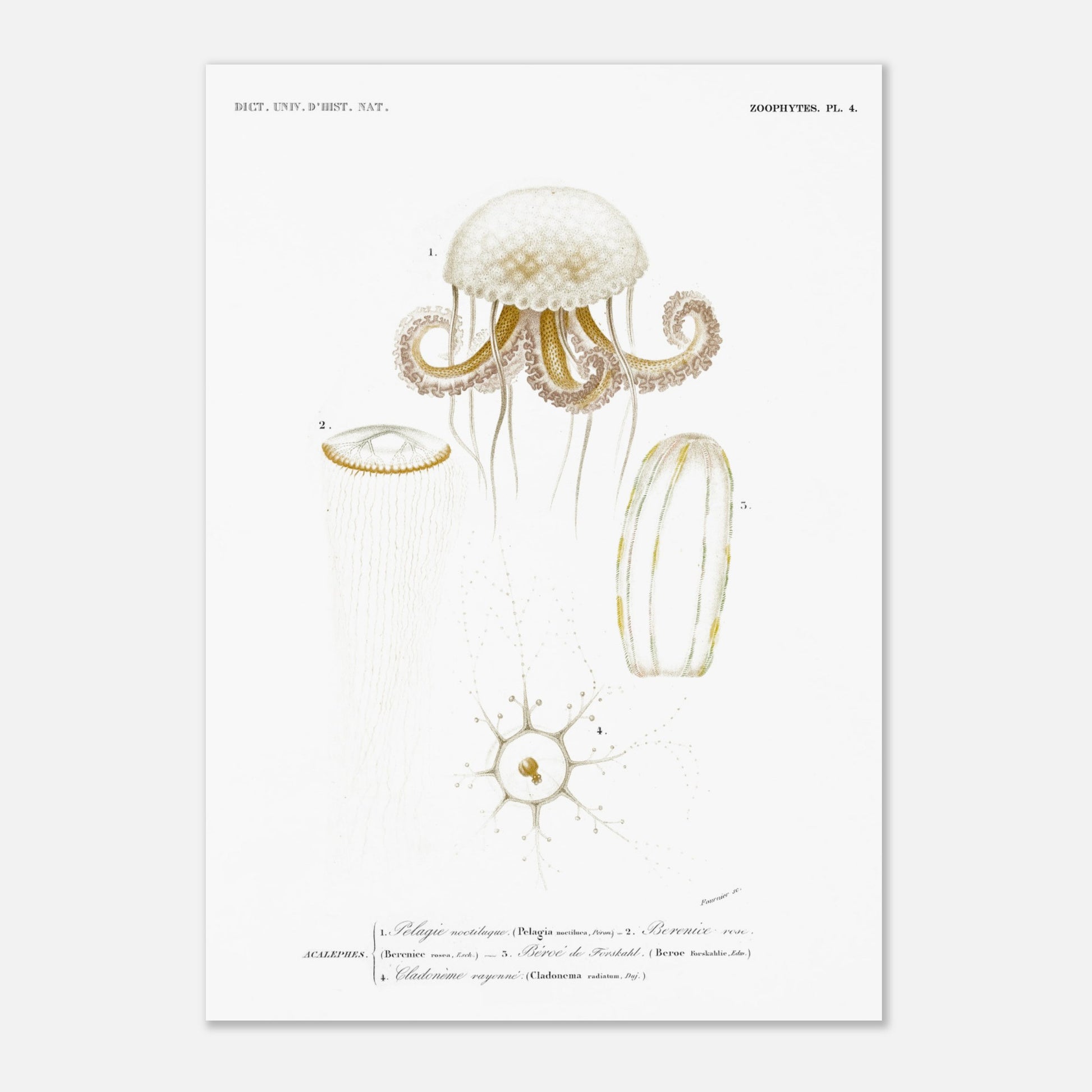 Planche de méduses : Pelagia noctiluca et Berenice rose par d'Orbigny (42x59,4 cm (A2)). Planche zoologique du Dictionnaire Universel d'Histoire Naturelle de Charles d'Orbigny, illustrant des méduses : Pelagia noctiluca, Berenice rose, Beroe de Forskal, et Cladonema rayonnée.