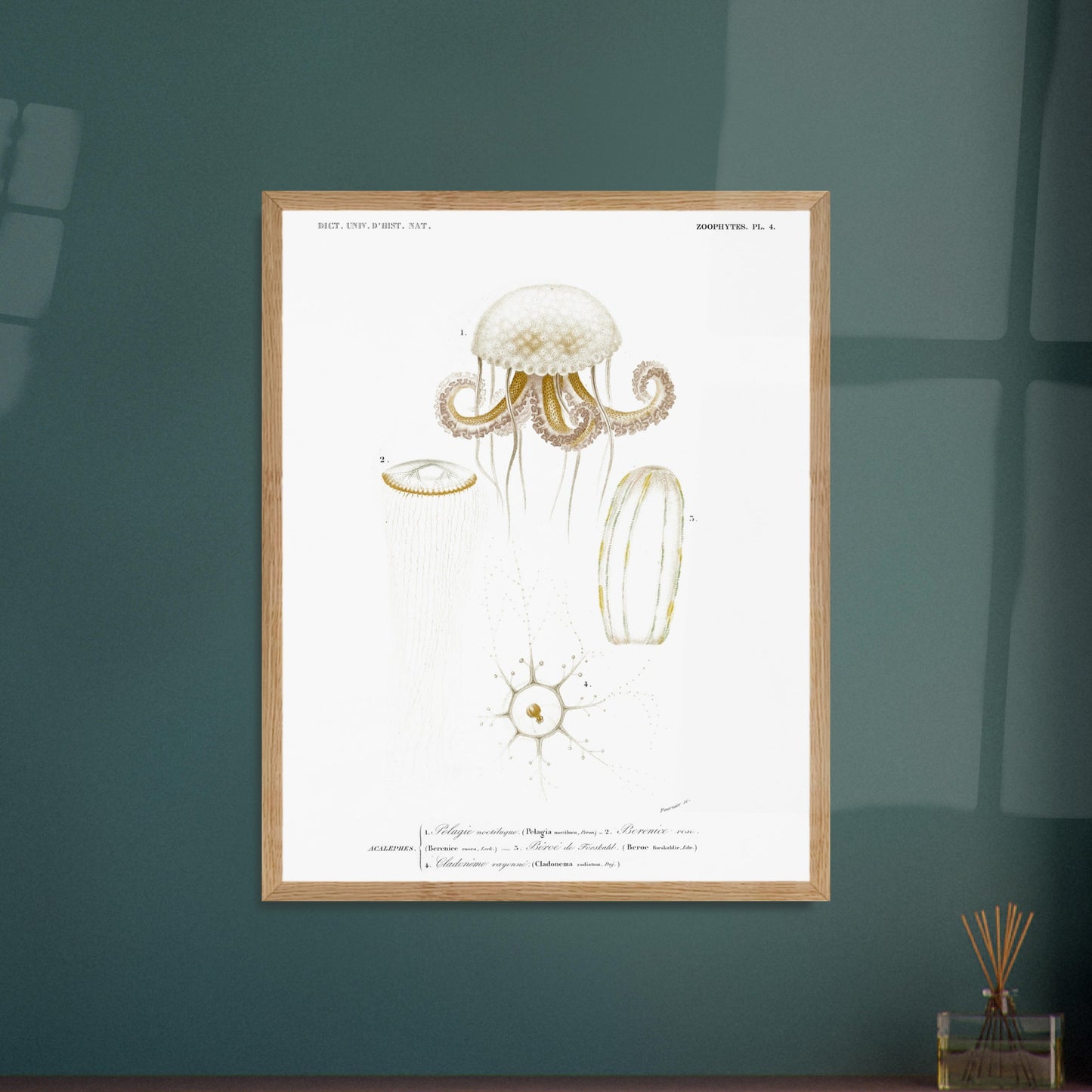 Planche de méduses : Pelagia noctiluca et Berenice rose par d'Orbigny. Planche zoologique du Dictionnaire Universel d'Histoire Naturelle de Charles d'Orbigny, illustrant des méduses : Pelagia noctiluca, Berenice rose, Beroe de Forskal, et Cladonema rayonnée. Image d'illustration 5