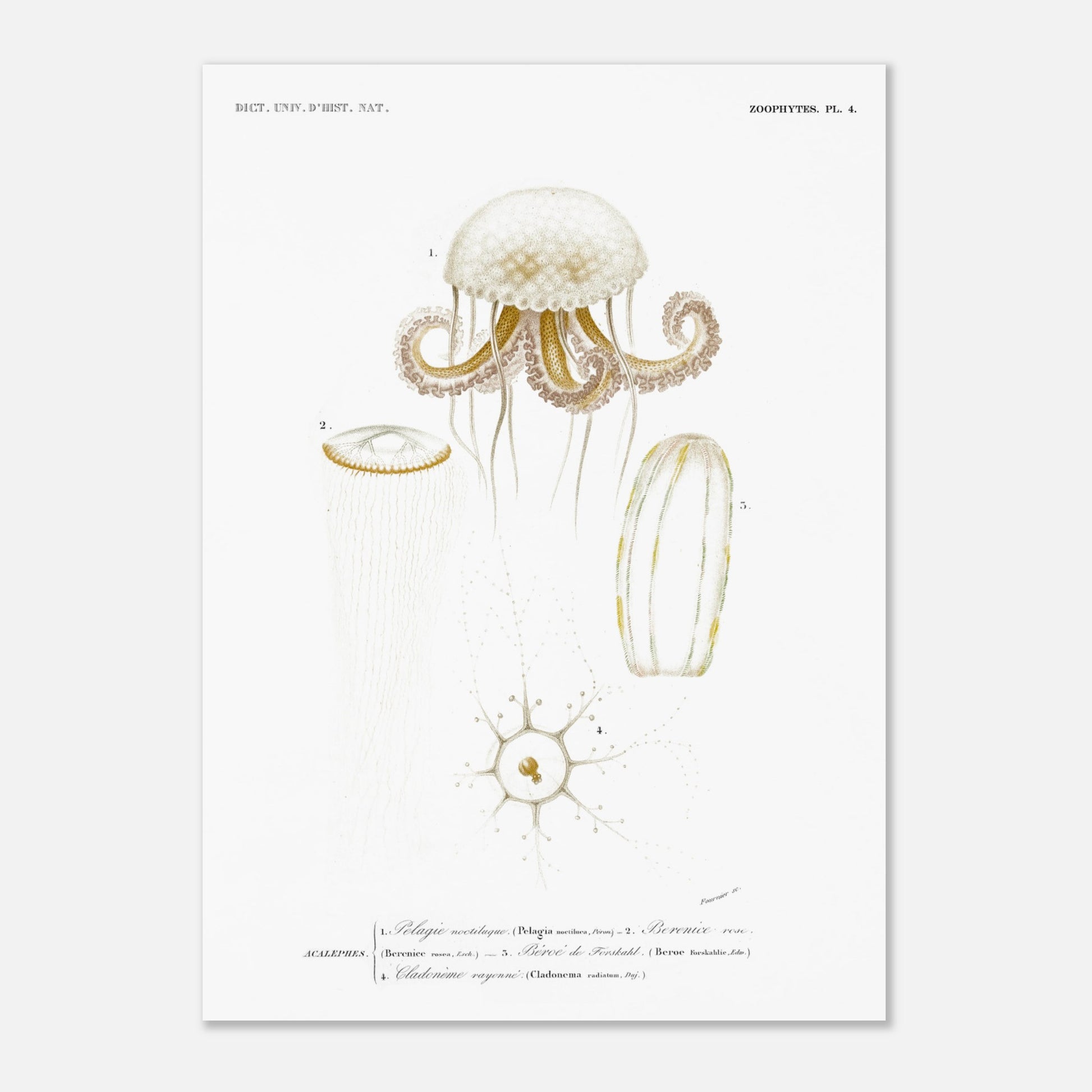 Planche de méduses : Pelagia noctiluca et Berenice rose par d'Orbigny (50x70 cm). Planche zoologique du Dictionnaire Universel d'Histoire Naturelle de Charles d'Orbigny, illustrant des méduses : Pelagia noctiluca, Berenice rose, Beroe de Forskal, et Cladonema rayonnée.