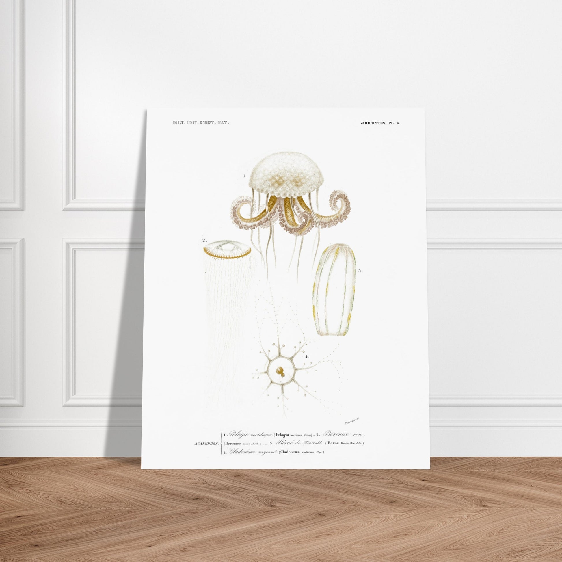 Planche de méduses : Pelagia noctiluca et Berenice rose par d'Orbigny. Planche zoologique du Dictionnaire Universel d'Histoire Naturelle de Charles d'Orbigny, illustrant des méduses : Pelagia noctiluca, Berenice rose, Beroe de Forskal, et Cladonema rayonnée. Image d'illustration 6