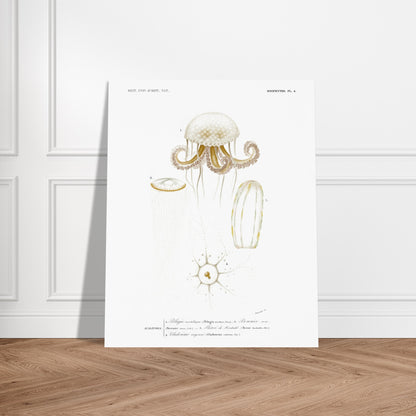 Planche de méduses : Pelagia noctiluca et Berenice rose par d'Orbigny. Planche zoologique du Dictionnaire Universel d'Histoire Naturelle de Charles d'Orbigny, illustrant des méduses : Pelagia noctiluca, Berenice rose, Beroe de Forskal, et Cladonema rayonnée. Image d'illustration 6