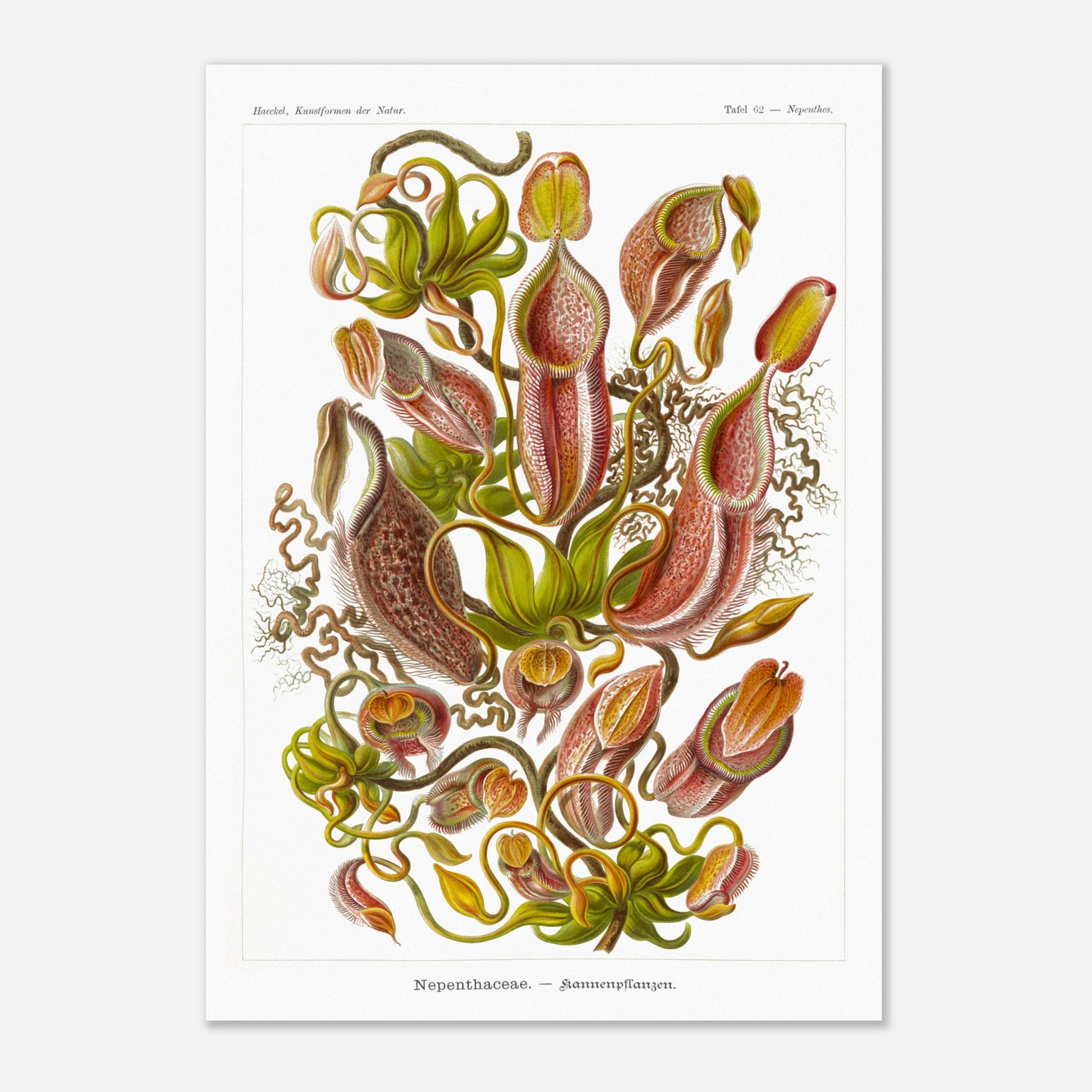 Planche botanique de plantes carnivores - Ernst Haeckel (29,7x42 cm (A3)). Planche scientifique du XIXe siècle par Ernst Haeckel représentant diverses plantes carnivores de type Nepenthes, avec des vrilles, des urnes et des feuilles.