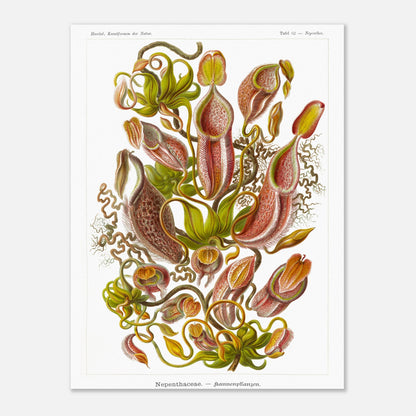 Planche botanique de plantes carnivores - Ernst Haeckel (30x40 cm). Planche scientifique du XIXe siècle par Ernst Haeckel représentant diverses plantes carnivores de type Nepenthes, avec des vrilles, des urnes et des feuilles.