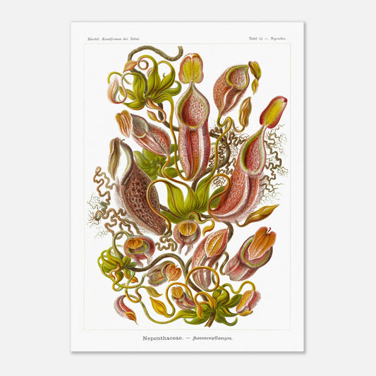 Planche botanique de plantes carnivores - Ernst Haeckel (42x59,4 cm (A2)). Planche scientifique du XIXe siècle par Ernst Haeckel représentant diverses plantes carnivores de type Nepenthes, avec des vrilles, des urnes et des feuilles.