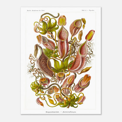 Planche botanique de plantes carnivores - Ernst Haeckel (60x80 cm). Planche scientifique du XIXe siècle par Ernst Haeckel représentant diverses plantes carnivores de type Nepenthes, avec des vrilles, des urnes et des feuilles.