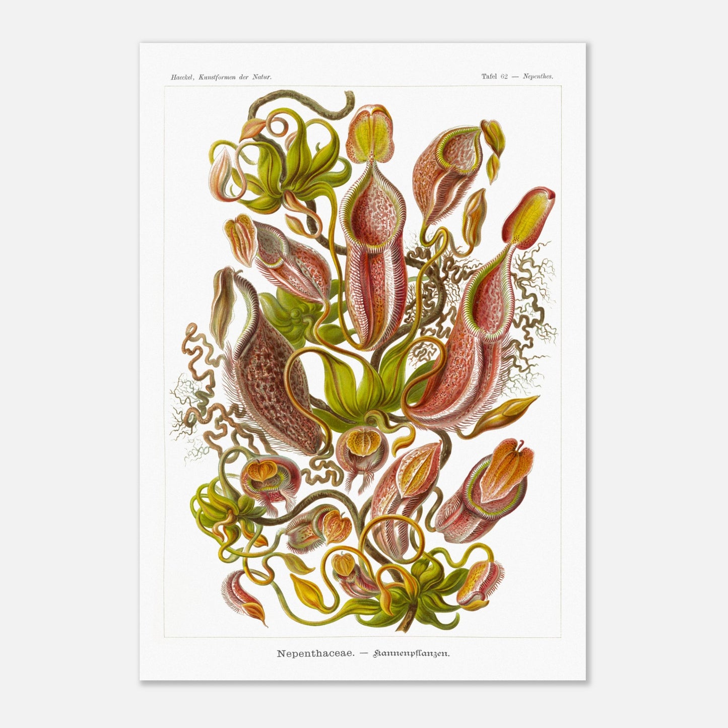 Planche botanique de plantes carnivores - Ernst Haeckel (70x100 cm). Planche scientifique du XIXe siècle par Ernst Haeckel représentant diverses plantes carnivores de type Nepenthes, avec des vrilles, des urnes et des feuilles.