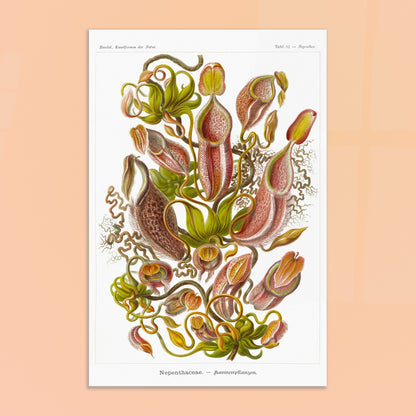 Planche botanique de plantes carnivores - Ernst Haeckel. Planche scientifique du XIXe siècle par Ernst Haeckel représentant diverses plantes carnivores de type Nepenthes, avec des vrilles, des urnes et des feuilles. Image d'illustration 8