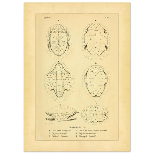 Schildkröten-Bauchschilde: Antike Herpetologie-Illustration (50x70 cm). Wissenschaftliche Tafel zur Darstellung des Plastrons von sechs Schildkrötenarten: Skorpion-Klappschildkröte, Europäische Sumpfschildkröte und Unechte Karettschildkröte, Neuholland-Schlangenhalsschildkröte, Streifenschildkröte und Strahlenschildkröte, mit Nummerierung zur Identifizierung der verschiedenen Knochenplatten.