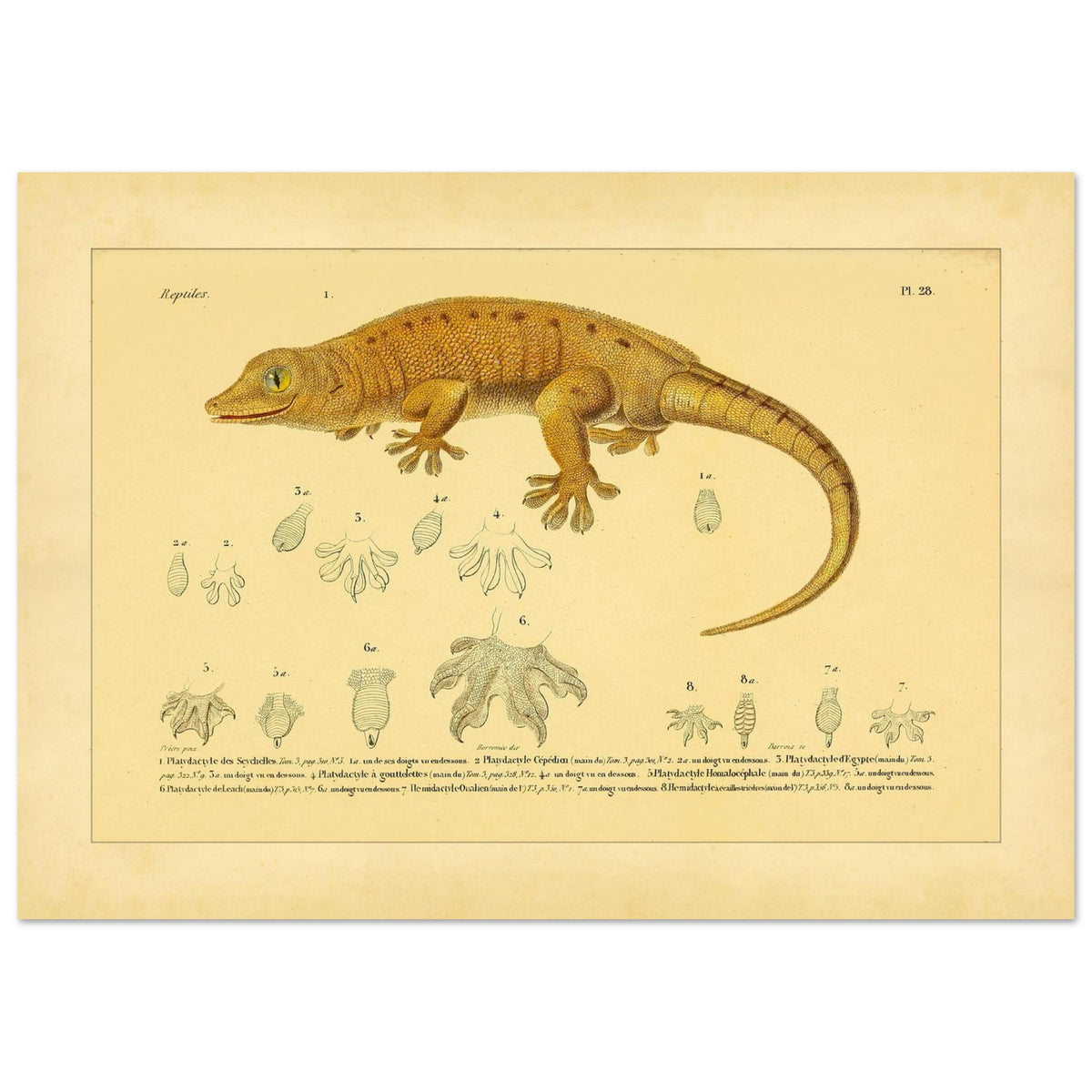 Platydactylus und Hemidactylus: Gecko-Illustration (21x29,7 cm (A4)). Antike wissenschaftliche Illustration von Platydactylus und Hemidactylus, die einen Gecko im Profil und Details seiner Füße zeigt.