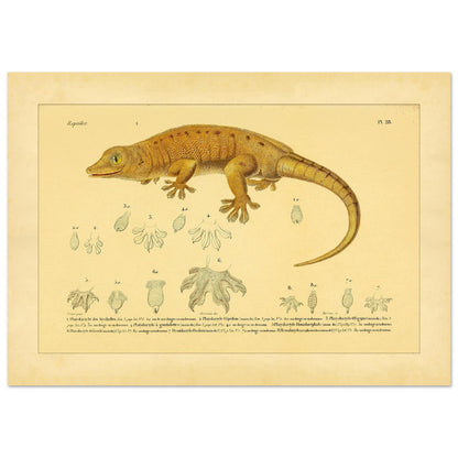 Platydactylus und Hemidactylus: Gecko-Illustration (21x29,7 cm (A4)). Antike wissenschaftliche Illustration von Platydactylus und Hemidactylus, die einen Gecko im Profil und Details seiner Füße zeigt.