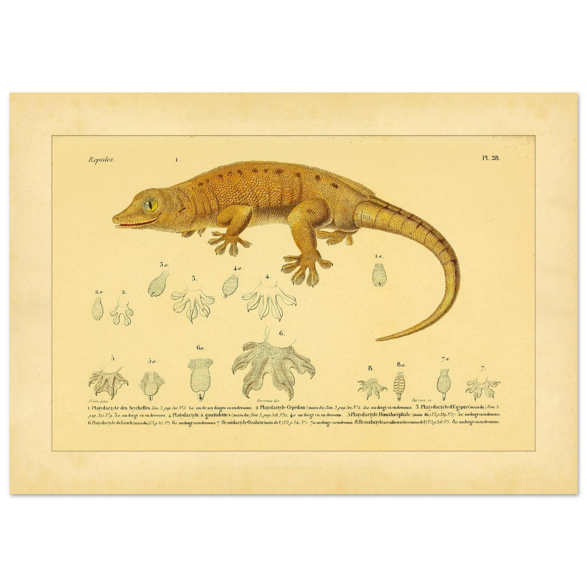 Platydactylus und Hemidactylus: Gecko-Illustration (29,7x42 cm (A3)). Antike wissenschaftliche Illustration von Platydactylus und Hemidactylus, die einen Gecko im Profil und Details seiner Füße zeigt.
