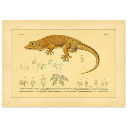 Platydactylus und Hemidactylus: Gecko-Illustration (29,7x42 cm (A3)). Antike wissenschaftliche Illustration von Platydactylus und Hemidactylus, die einen Gecko im Profil und Details seiner Füße zeigt.