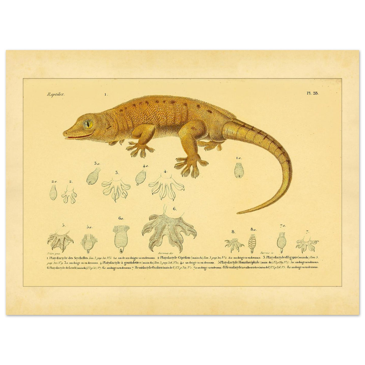 Platydactylus und Hemidactylus: Gecko-Illustration (30x40 cm). Antike wissenschaftliche Illustration von Platydactylus und Hemidactylus, die einen Gecko im Profil und Details seiner Füße zeigt.