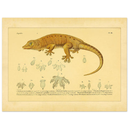 Platydactylus und Hemidactylus: Gecko-Illustration (30x40 cm). Antike wissenschaftliche Illustration von Platydactylus und Hemidactylus, die einen Gecko im Profil und Details seiner Füße zeigt.