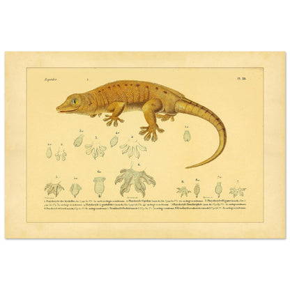 Platydactylus und Hemidactylus: Gecko-Illustration (40x60 cm). Antike wissenschaftliche Illustration von Platydactylus und Hemidactylus, die einen Gecko im Profil und Details seiner Füße zeigt.