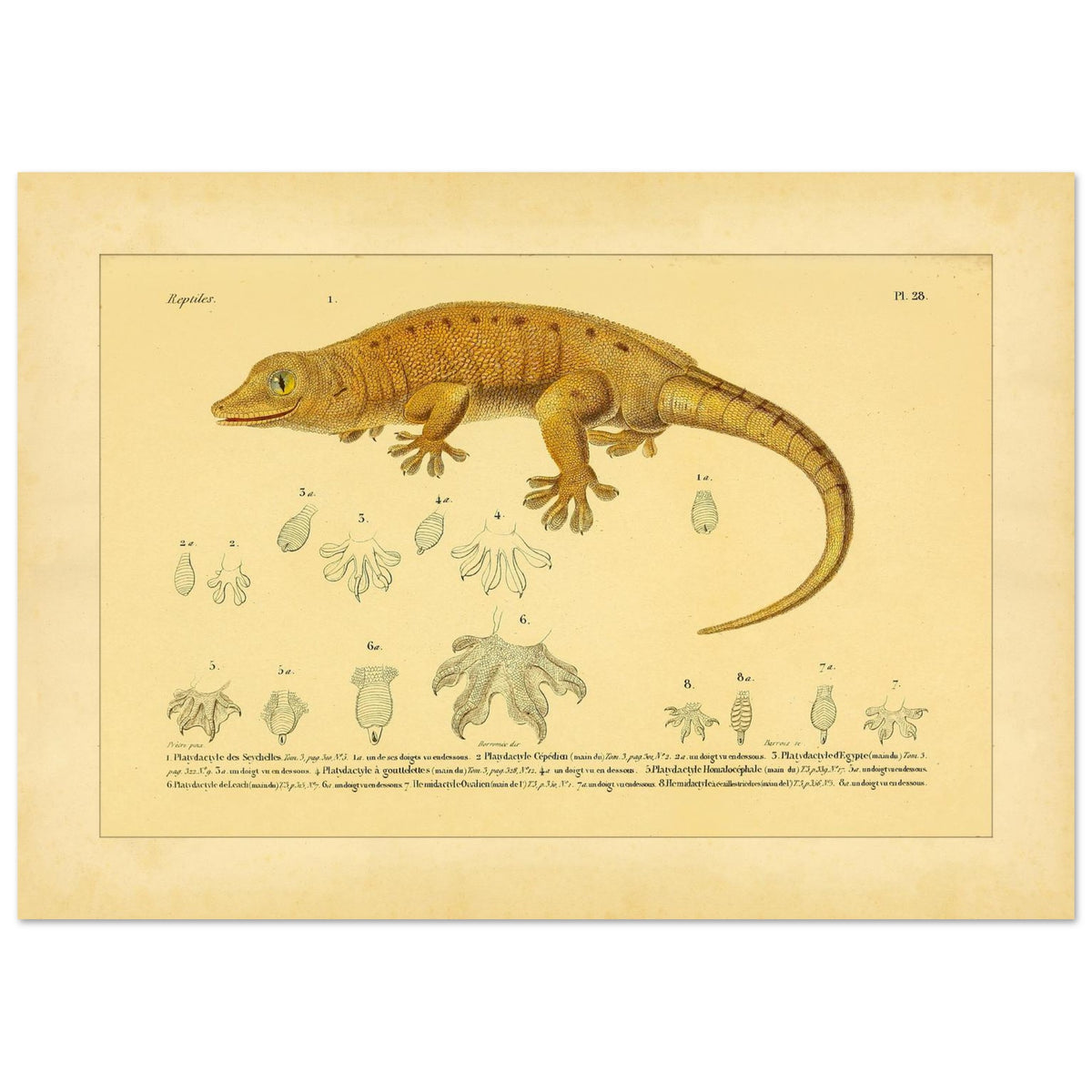 Platydactylus und Hemidactylus: Gecko-Illustration (42x59,4 cm (A2)). Antike wissenschaftliche Illustration von Platydactylus und Hemidactylus, die einen Gecko im Profil und Details seiner Füße zeigt.