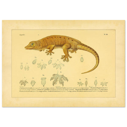 Platydactylus und Hemidactylus: Gecko-Illustration (42x59,4 cm (A2)). Antike wissenschaftliche Illustration von Platydactylus und Hemidactylus, die einen Gecko im Profil und Details seiner Füße zeigt.