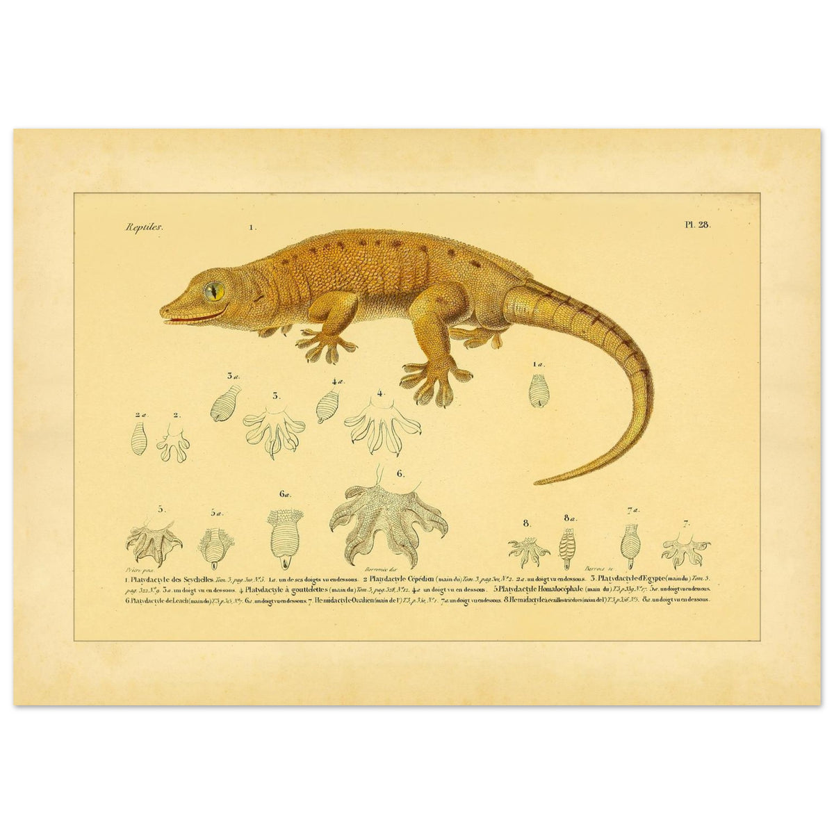 Platydactylus und Hemidactylus: Gecko-Illustration (50x70 cm). Antike wissenschaftliche Illustration von Platydactylus und Hemidactylus, die einen Gecko im Profil und Details seiner Füße zeigt.
