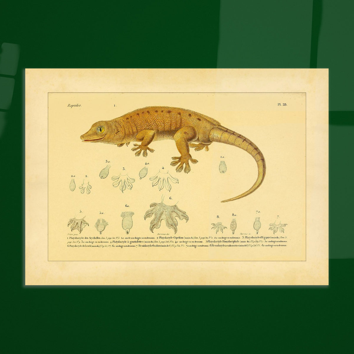 Platydactylus und Hemidactylus: Gecko-Illustration. Antike wissenschaftliche Illustration von Platydactylus und Hemidactylus, die einen Gecko im Profil und Details seiner Füße zeigt.