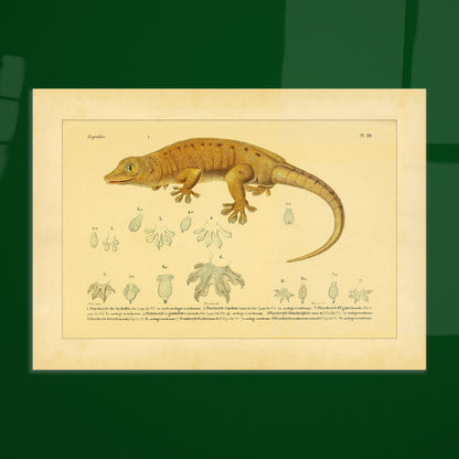 Platydactylus und Hemidactylus: Gecko-Illustration. Antike wissenschaftliche Illustration von Platydactylus und Hemidactylus, die einen Gecko im Profil und Details seiner Füße zeigt.