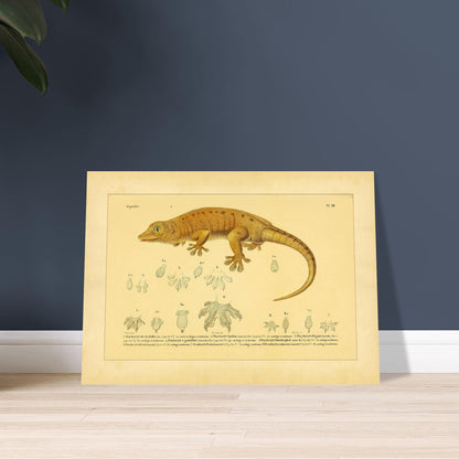 Platydactylus und Hemidactylus: Gecko-Illustration. Antike wissenschaftliche Illustration von Platydactylus und Hemidactylus, die einen Gecko im Profil und Details seiner Füße zeigt.