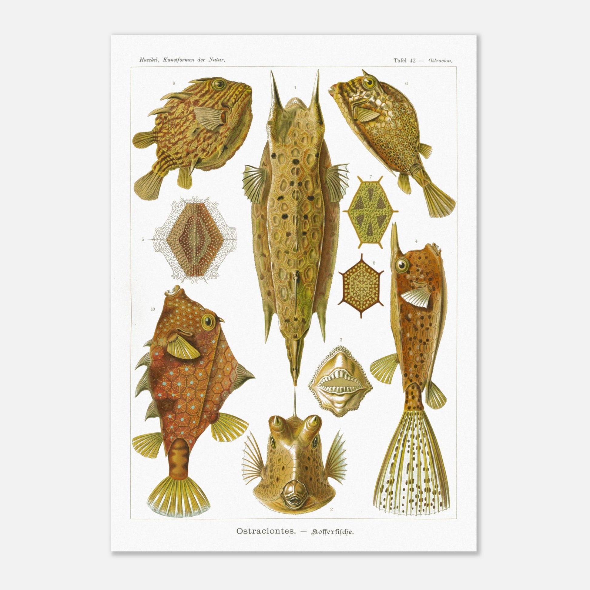 Planche naturaliste des Poissons-coffres, Ernst Haeckel (29,7x42 cm (A3)). Illustration naturaliste du XIXe siècle de divers poissons-coffres aux formes géométriques et aux motifs complexes, sur fond blanc.
