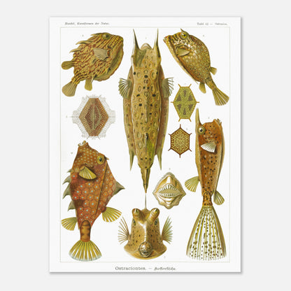 Planche naturaliste des Poissons-coffres, Ernst Haeckel (30x40 cm). Illustration naturaliste du XIXe siècle de divers poissons-coffres aux formes géométriques et aux motifs complexes, sur fond blanc.