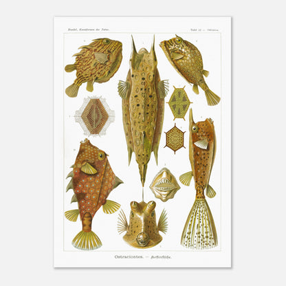 Planche naturaliste des Poissons-coffres, Ernst Haeckel (42x59,4 cm (A2)). Illustration naturaliste du XIXe siècle de divers poissons-coffres aux formes géométriques et aux motifs complexes, sur fond blanc.