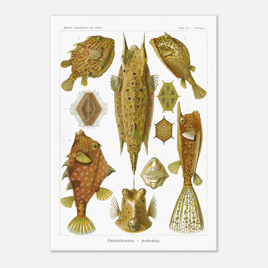 Planche naturaliste des Poissons-coffres, Ernst Haeckel (42x59,4 cm (A2)). Illustration naturaliste du XIXe siècle de divers poissons-coffres aux formes géométriques et aux motifs complexes, sur fond blanc.