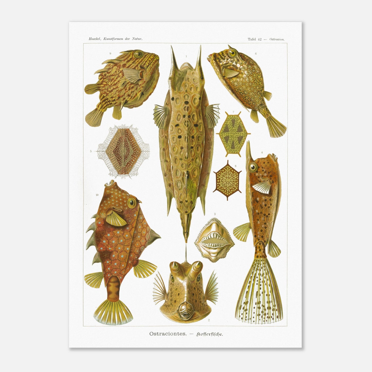 Planche naturaliste des Poissons-coffres, Ernst Haeckel (50x70 cm). Illustration naturaliste du XIXe siècle de divers poissons-coffres aux formes géométriques et aux motifs complexes, sur fond blanc.