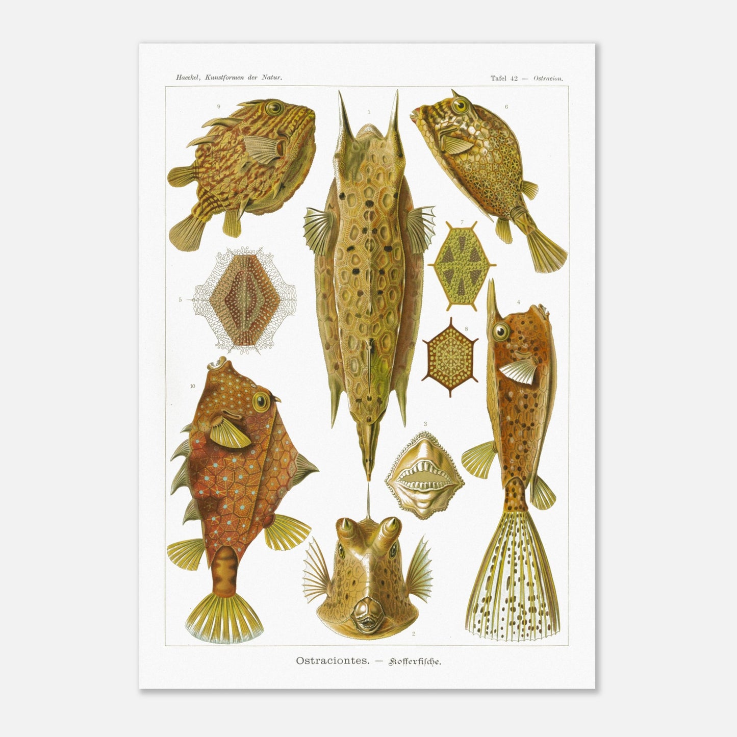 Planche naturaliste des Poissons-coffres, Ernst Haeckel (59,4x84,1 cm (A1)). Illustration naturaliste du XIXe siècle de divers poissons-coffres aux formes géométriques et aux motifs complexes, sur fond blanc.