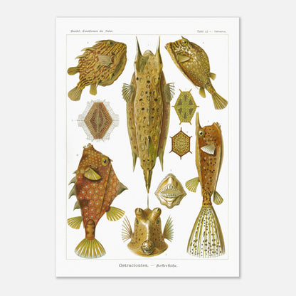 Planche naturaliste des Poissons-coffres, Ernst Haeckel (59,4x84,1 cm (A1)). Illustration naturaliste du XIXe siècle de divers poissons-coffres aux formes géométriques et aux motifs complexes, sur fond blanc.