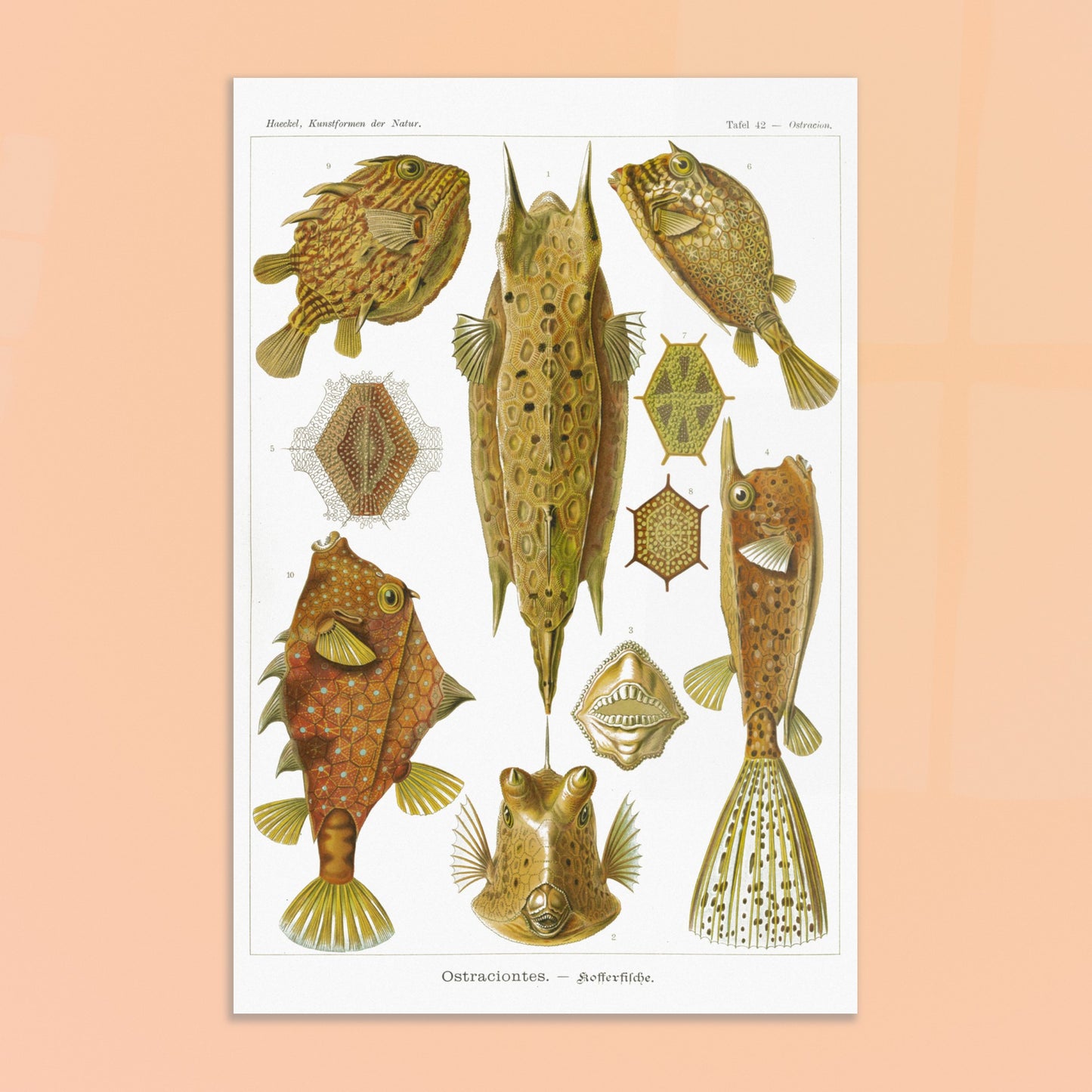 Planche naturaliste des Poissons-coffres, Ernst Haeckel. Illustration naturaliste du XIXe siècle de divers poissons-coffres aux formes géométriques et aux motifs complexes, sur fond blanc. Image d'illustration 8