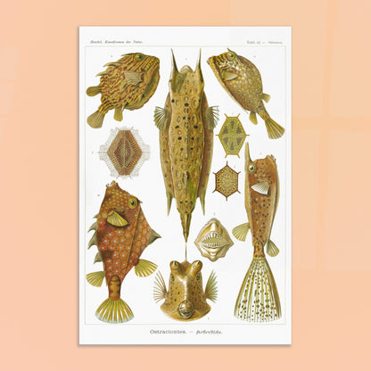 Planche naturaliste des Poissons-coffres, Ernst Haeckel. Illustration naturaliste du XIXe siècle de divers poissons-coffres aux formes géométriques et aux motifs complexes, sur fond blanc. Image d'illustration 8