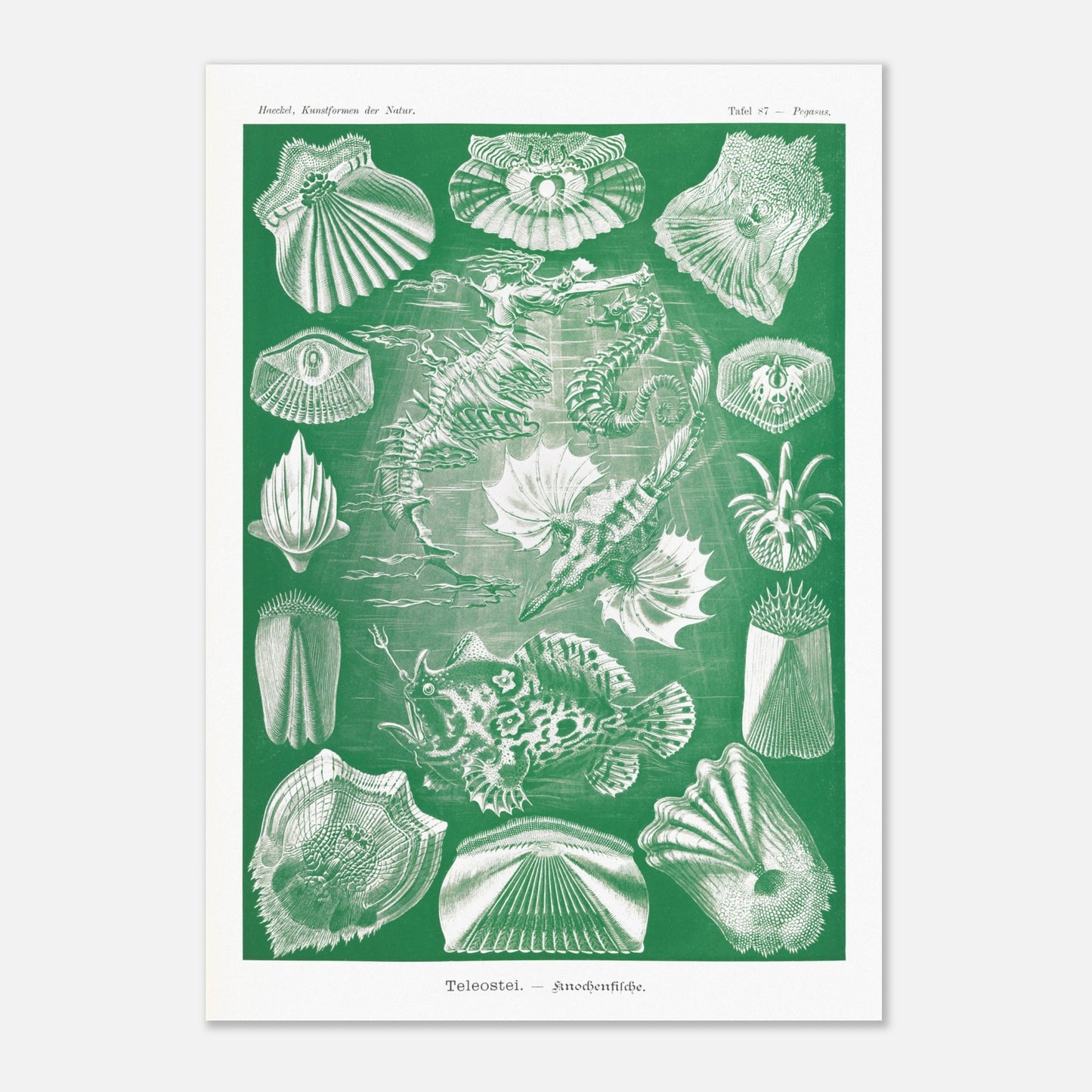 Illustration ancienne Poissons osseux par Ernst Haeckel (29,7x42 cm (A3)). Lithographie naturaliste d'Ernst Haeckel de poissons osseux et d'animaux marins, dont des hippocampes et des poissons, le tout dans des tons verts et blancs.