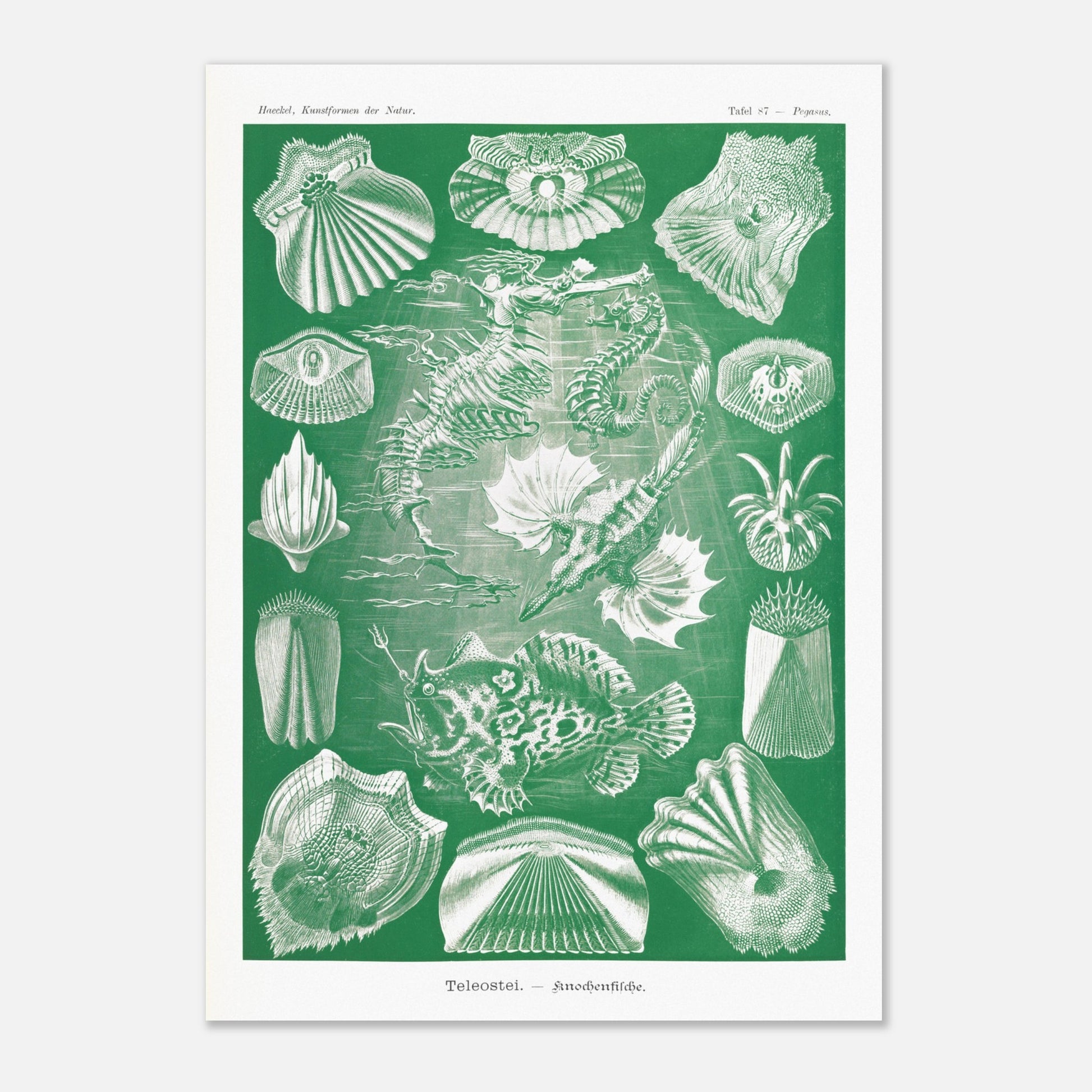 Illustration ancienne Poissons osseux par Ernst Haeckel (29,7x42 cm (A3)). Lithographie naturaliste d'Ernst Haeckel de poissons osseux et d'animaux marins, dont des hippocampes et des poissons, le tout dans des tons verts et blancs.