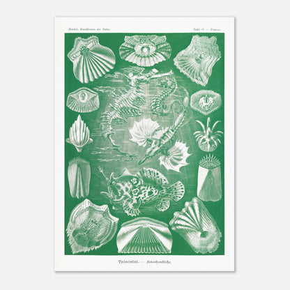 Illustration ancienne Poissons osseux par Ernst Haeckel (29,7x42 cm (A3)). Lithographie naturaliste d'Ernst Haeckel de poissons osseux et d'animaux marins, dont des hippocampes et des poissons, le tout dans des tons verts et blancs.