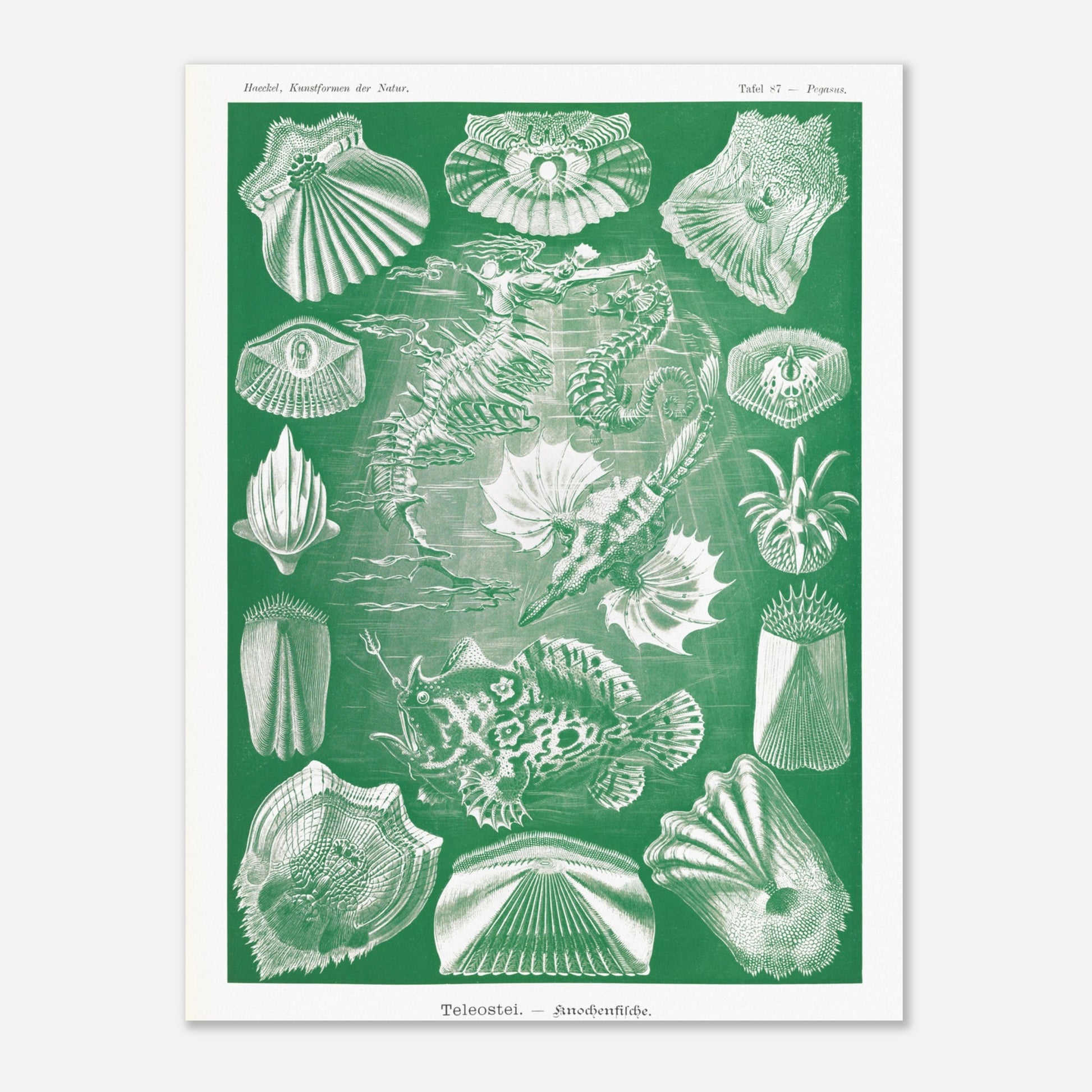 Illustration ancienne Poissons osseux par Ernst Haeckel (30x40 cm). Lithographie naturaliste d'Ernst Haeckel de poissons osseux et d'animaux marins, dont des hippocampes et des poissons, le tout dans des tons verts et blancs.