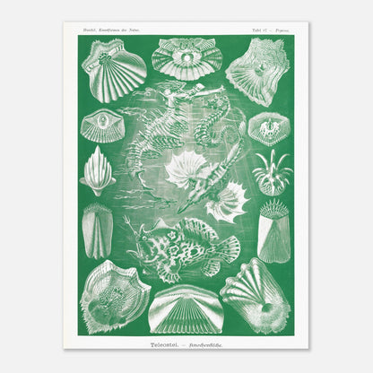 Illustration ancienne Poissons osseux par Ernst Haeckel (30x40 cm). Lithographie naturaliste d'Ernst Haeckel de poissons osseux et d'animaux marins, dont des hippocampes et des poissons, le tout dans des tons verts et blancs.